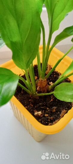 Спатифиллум кустиком