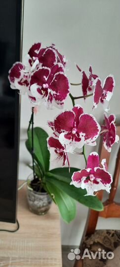 Орхидея фаленопсис