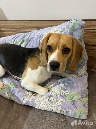 Щенки бигль