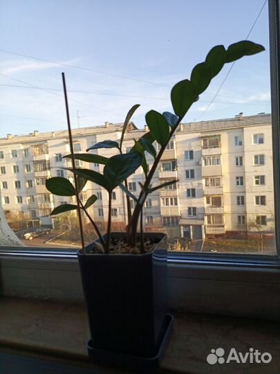 Замиокулькас