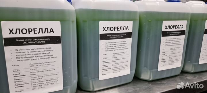 Хлорелла для водоемов