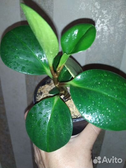 Пеперомия изумрудная