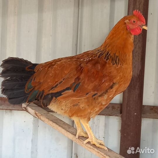 Племенные петухи