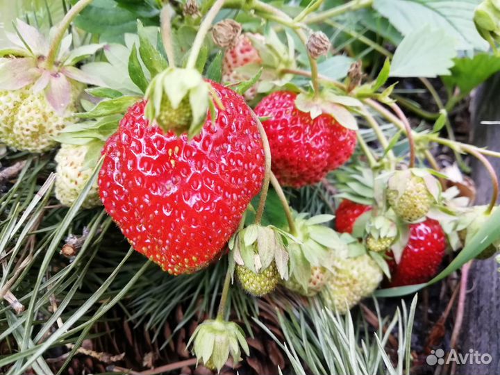 Саженцы крупноплодной клубники