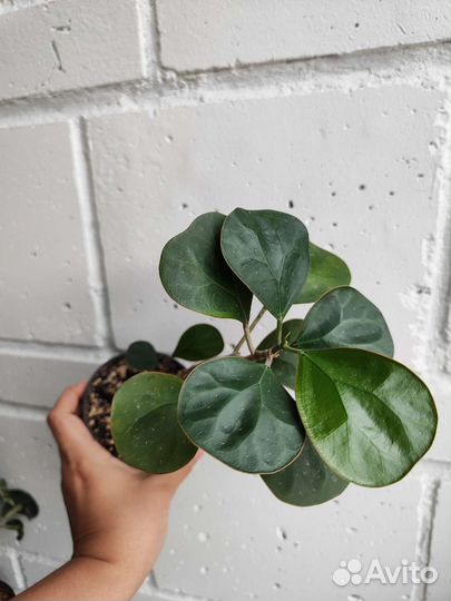 Фикус Голден Ливз