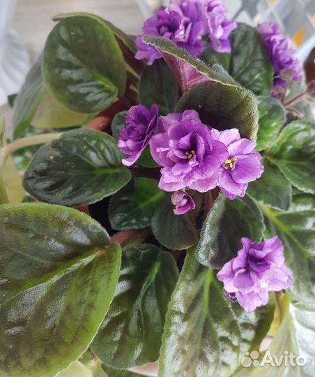 Фиалки ростки