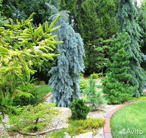 Ель Зе блюз