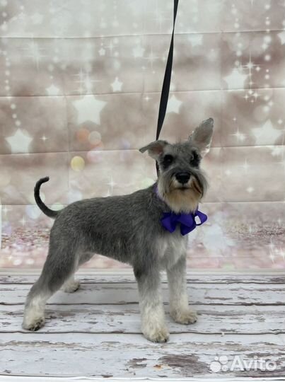 Комплексная процедура груминга