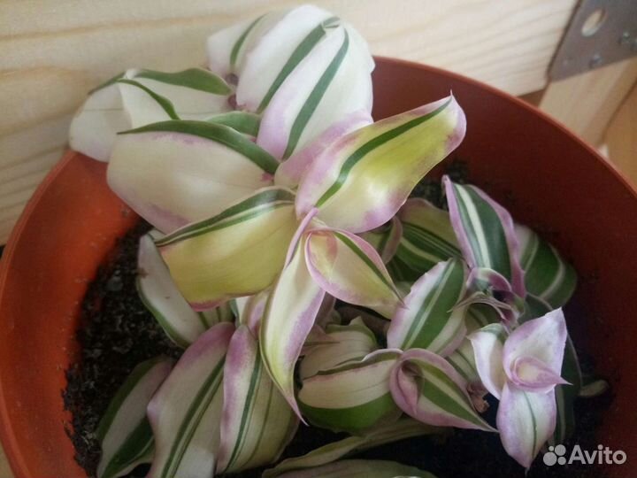 Традесканции 38 сортов, часть 1