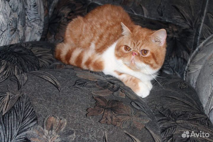 Котята и подростки