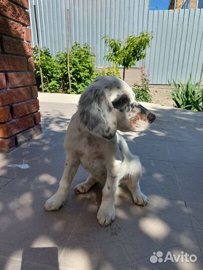 Продам щенков сеттер