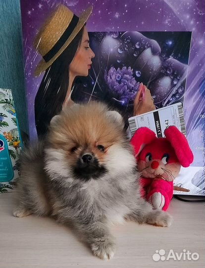 Собаки щенки шпиц