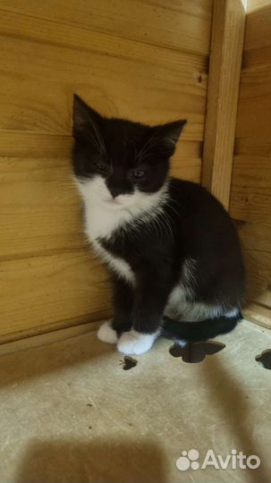 Котенок в дар
