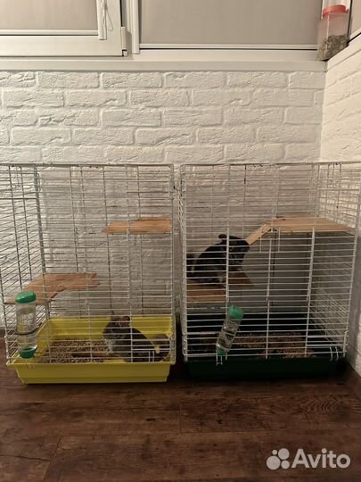 Шиншиллы с клеткой