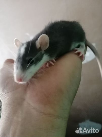 Декоративная крыса