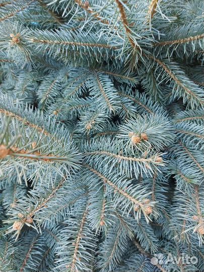 Ели живые