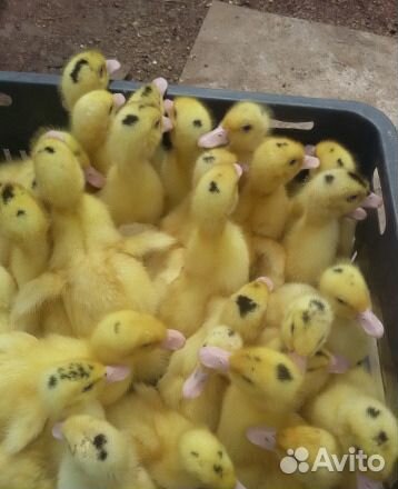 Утята муларды