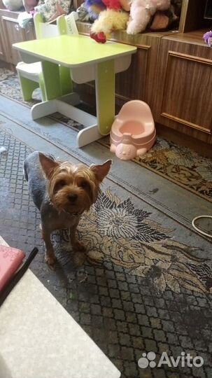 Йоркширский терьер щенки