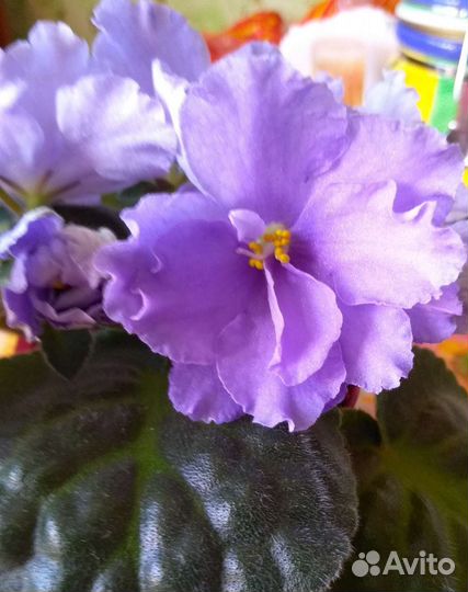 Фиалка сортовая