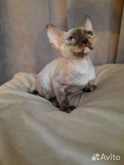 Котята породы девон-рекс