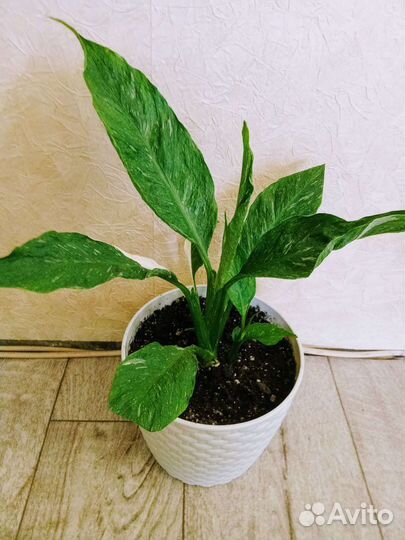 Спатифиллум джемени