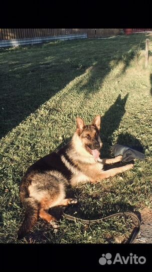 Щенки немецкой овчарки