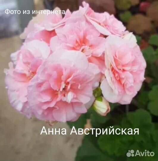 Пеларгония герань сортовая