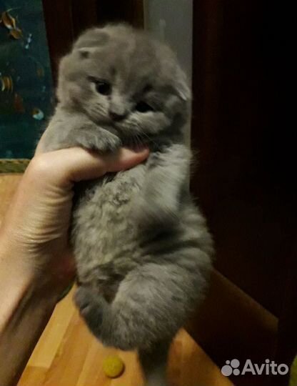 Шотландские котята