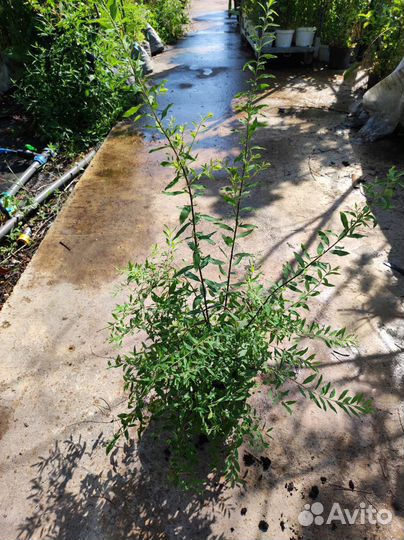 Спирея грефшейм