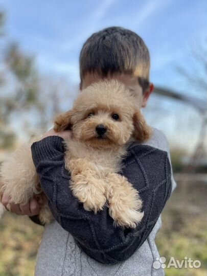 Мальтипу стандартный мальчик ф1