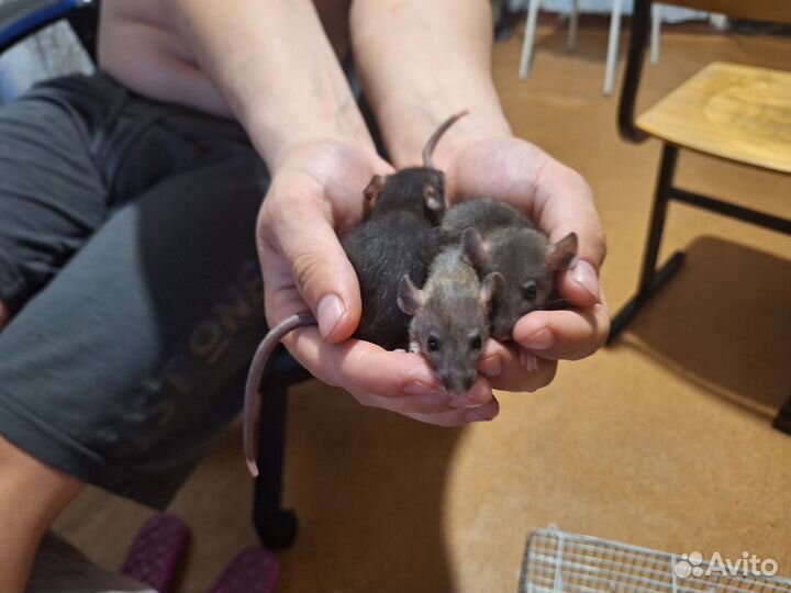 Декоративные крысята дамбо