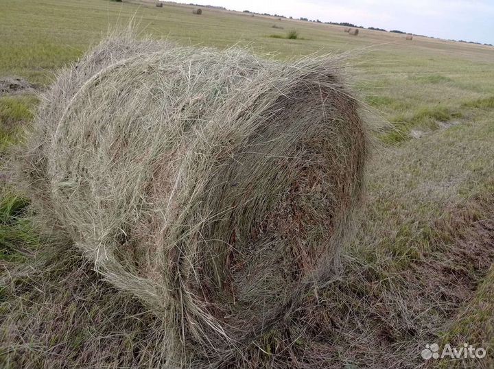 Сено в тюках