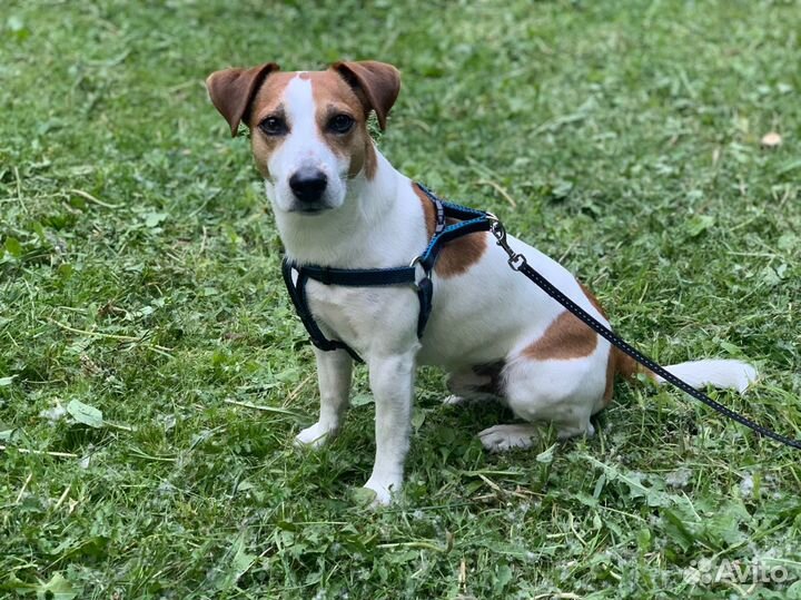 Джек Рассел терьер Вязка