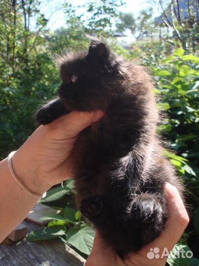 Ласковые домашние котята надеются найти семью