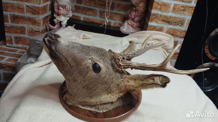 Чучело голова косули