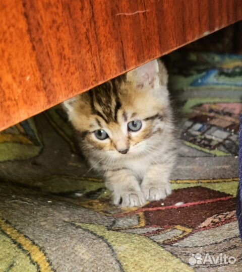 Отдам котят в добрые руки