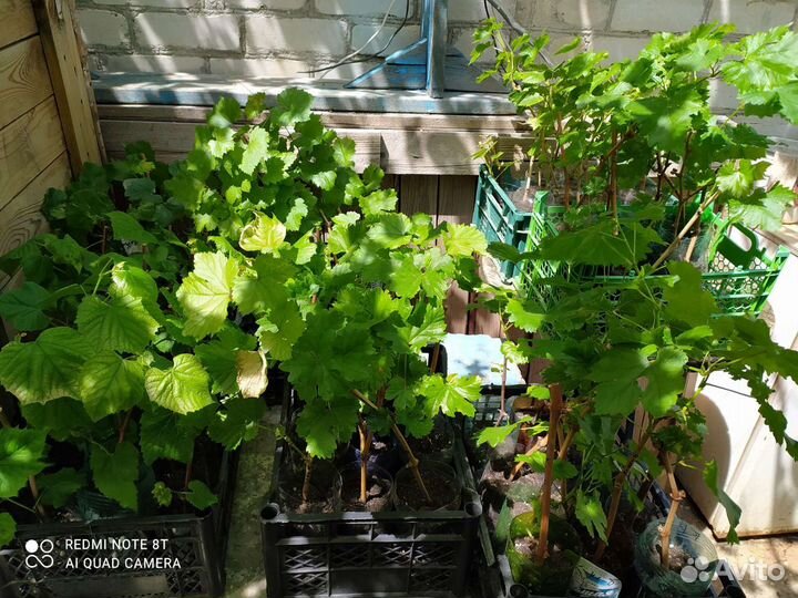 Саженцы винограда