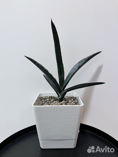 Сансивиерия