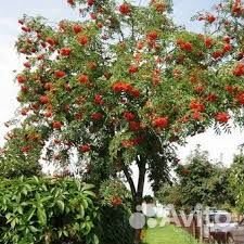 Рябина обыкновенная