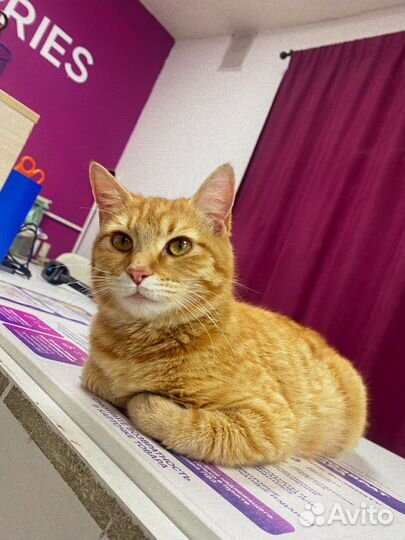 Кошечка Груша ищет дом