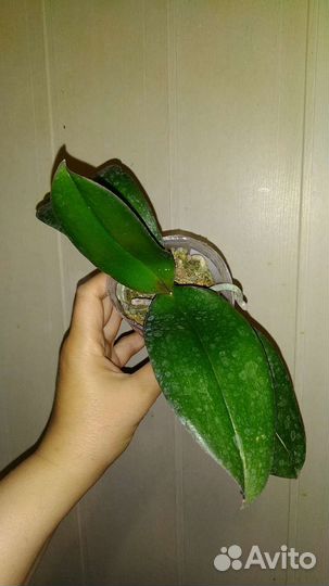 Орхидея Bride биглип