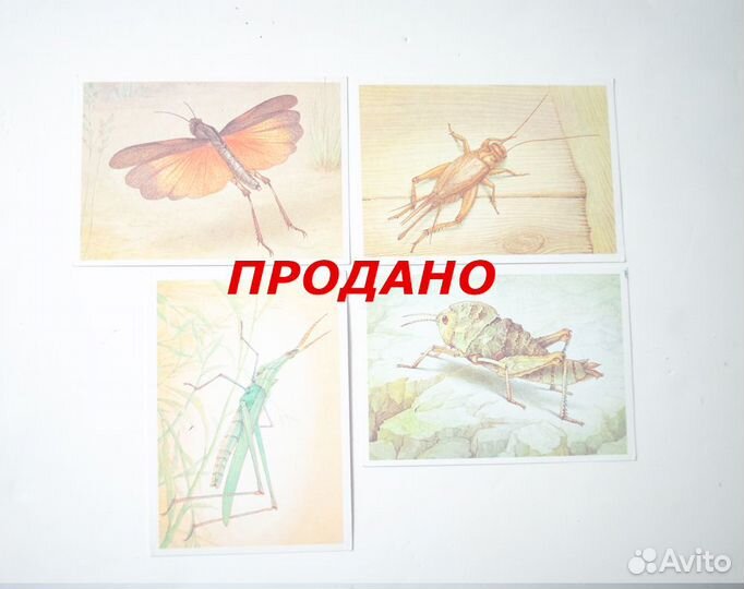 Открытки СССР и постсоветские – 1