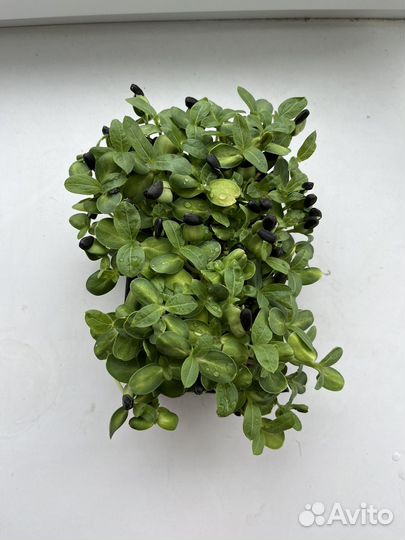 Микрозелень подсолнуха