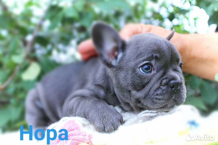 Французский бульдог щенки