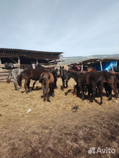 Жеребята карачаевской породы
