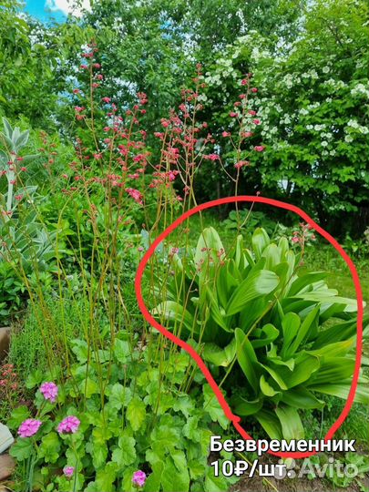 Растения для сада (луковичные)