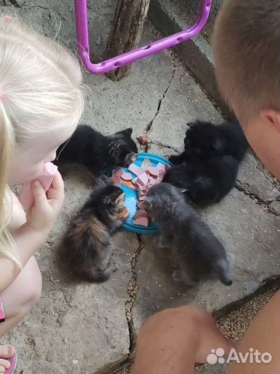 Котята в добрые руки