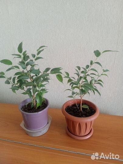 Фикус бенджамина