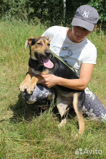 Собака в добрые руки