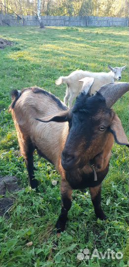 Чешский козел